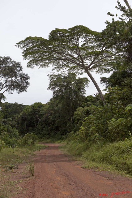 096 BELINGA Piste et Arbre vers Lascierie 11E5K2IMG_71025wtmk.jpg