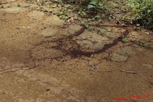 097 BELINGA Piste et Colonie Magnans vers Lascierie 11E5K2IMG_71027wtmk.jpg