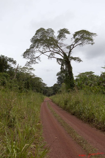 098 BELINGA Piste et Foret vers Makokou 11E5K2IMG_71029wtmk.jpg