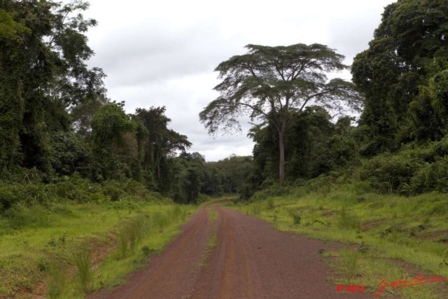 099 BELINGA Piste et Foret vers Makokou 11E5K2IMG_71030wtmk.jpg