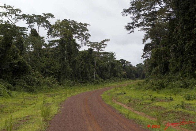 100 BELINGA Piste et Foret vers Makokou 11E5K2IMG_71031wtmk.jpg