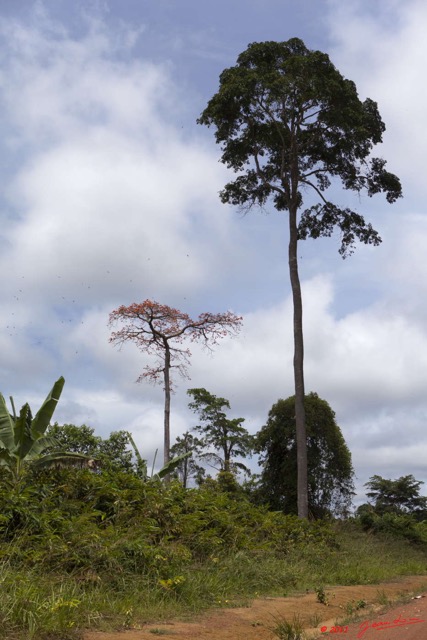 103 BELINGA Arbre Bignoniace Tulipier Spathodea campanulata vers Makokou 11E5K2IMG_71038wtmk.jpg