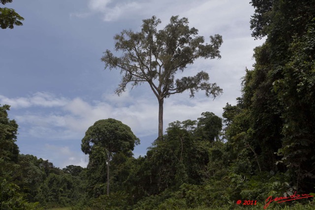 104 BELINGA Arbre Lianes et Lichens vers Makokou 11E5K2IMG_71042wtmk.jpg