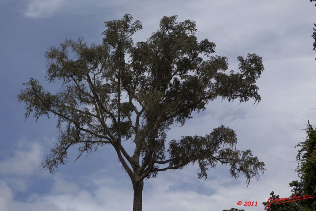 105 BELINGA Arbre Lianes et Lichens vers Makokou 11E5K2IMG_71044wtmk.jpg