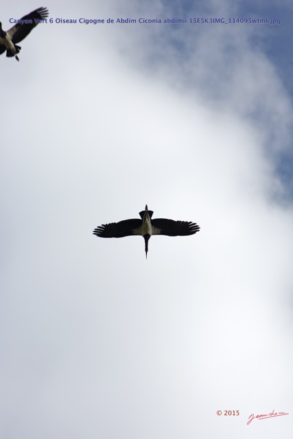 045 Canyon Vert 6 Oiseau Cigogne de Abdim Ciconia abdimii 15E5K3IMG_114095wtmk.jpg