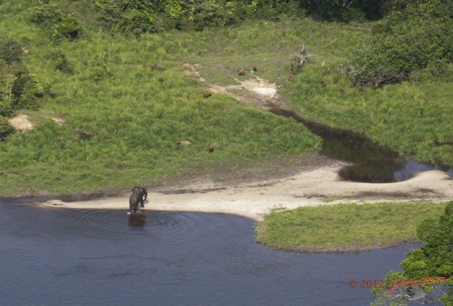104 Haut-Ogooue Vu du Ciel 4 Bai Mpughu Bandjogo Elephant et Buffles 12E5K2IMG_73789wtmk.jpg
