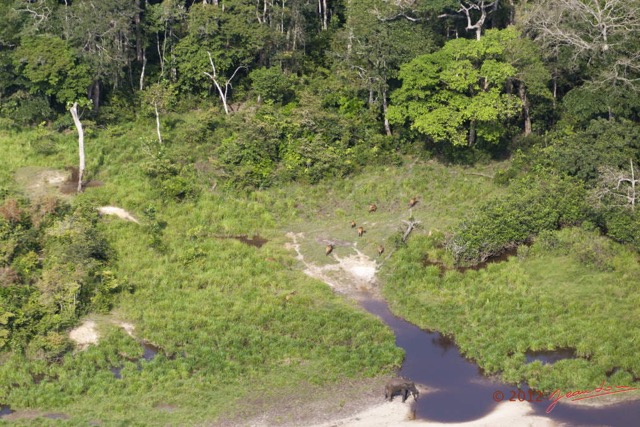 116 Haut-Ogooue Vu du Ciel 4 Bai Mpughu Bandjogo Elephant et Buffles 12E5K2IMG_73806wtmk.jpg