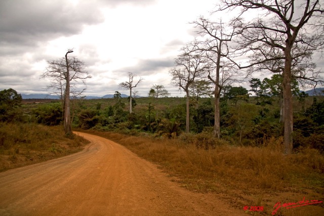 006 MAYOMBE Piste et Arbre Geant 8EIMG_22821wtmk.jpg