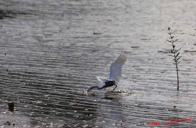 197 AKANDA Lodge Coucher de Soleil et Oiseau Egretta garzetta Pechant 11E5K2IMG_65963wtmk.jpg