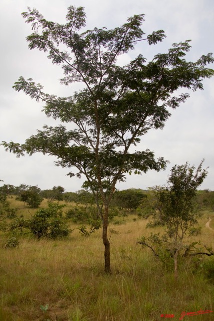 002 Parc Plateaux Bateke Arbre a Resine 8EIMG_22123wtmk.jpg