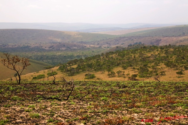031 Parc Plateaux Bateke Savane Brulee 8EIMG_22100wtmk.jpg