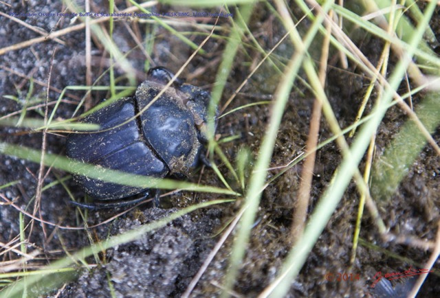 012 PPG Savane Ossere Feces de Buffle et Scarabaeidae Coprophile 14E5K3IMG_110513wtmk.jpg