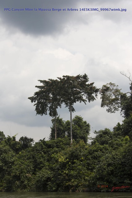 008 PPG Canyon Mbie la Mpassa Berge et Arbres 14E5K3IMG_99967wtmk.jpg