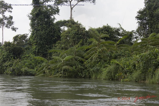 011 PPG Canyon Mbie la Mpassa Descente Berge et Arbre Aracaceae Palmier Ancistrophyllum secundiflorum Asperge 14E5K3IMG_110101wtmk.jpg