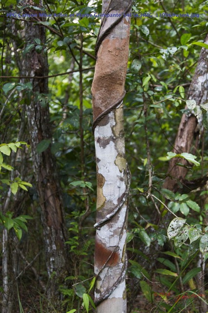 026 PPG Canyon Mbie Arbre et Plante Grimpante 14E5K3IMG_110069wtmk.jpg