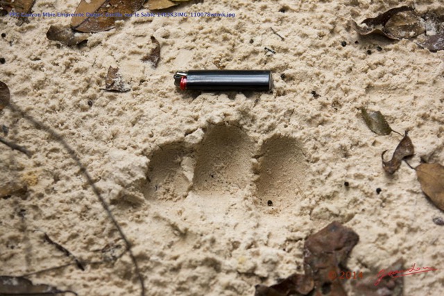 029 PPG Canyon Mbie Empreinte Doigts Gorille sur le Sable 14E5K3IMG_110078wtmk.jpg