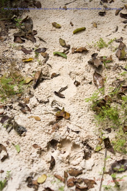030 PPG Canyon Mbie Empreinte Gorille dans la Foret Doigts Main et Pied Arriere 14E5K3IMG_110072wtmk.jpg