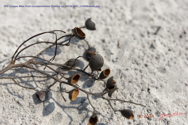 032 PPG Canyon Mbie Fruit Cesalpinioidaea Dialium sp 14E5K3IMG_110086wtmk.jpg