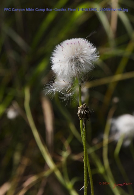 059 PPG Canyon Mbie Camp Eco-Gardes Fleur 14E5K3IMG_110094wtmk.jpg