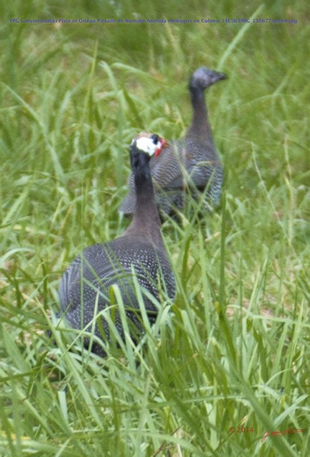 049 PPG Canyon Oudiki Piste et Oiseau Pintade de Numidie Numida meleagris en Colonie 14E5K3IMG_110677awtmk.jpg