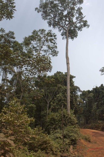 028 LOANGO 2 Onal-Rabi Piste et Arbre 15E5K3IMG_105755wtmk.jpg