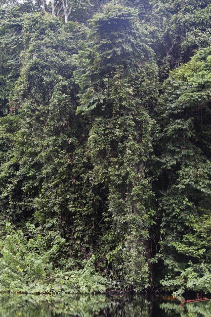 009 Riviere MPIVIE Berges et Foret 12E5K2IMG_78316wtmk.jpg