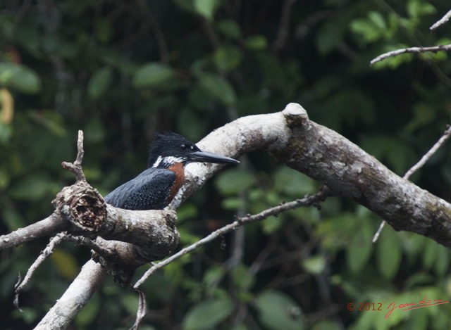 038 Riviere MPIVIE Oiseau Martin Pecheur Geant Megaceryle maxima m 12E5K2IMG_78385wtmk.jpg