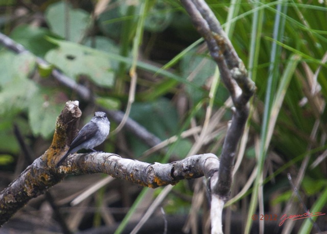 048 Riviere MPIVIE Oiseau Gobemouche de Cassin Muscicapa cassini 12E5K2IMG_78419wtmk.jpg