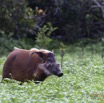 024 LOANGO Inyoungou Troupeau de Potamocheres Potamochoerus porcus Male Dominant 12E5K2IMG_78979wtmk.jpg