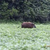 027 LOANGO Inyoungou Troupeau de Potamocheres Potamochoerus porcus Male Dominant 12E5K2IMG_78985wtmk.jpg