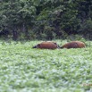 028 LOANGO Inyoungou Troupeau de Potamocheres Potamochoerus porcus 12E5K2IMG_78986wtmk.jpg