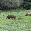 032 LOANGO Inyoungou Troupeau de Potamocheres Potamochoerus porcus 12E5K2IMG_79002wtmk.jpg