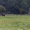 068 LOANGO Inyoungou Prairie avec Buffles et Elephant Solitaire 12E5K2IMG_79068wtmk.jpg