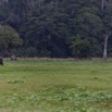 069 LOANGO Inyoungou Prairie avec Buffles et Elephant Solitaire 12E5K2IMG_79070wtmk.jpg