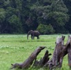071 LOANGO Inyoungou Prairie avec Elephant Solitaire 12E5K2IMG_79072wtmk.jpg