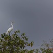 117 LOANGO Inyoungou Oiseau Grande Aigrette Egretta alba 12E5K2IMG_79157wtmk.jpg
