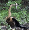 129 LOANGO Inyoungou Oiseau Anhinga Afrique Anhinga rufa avec Poisson dans le Bec 12E5K2IMG_79194wtmk.jpg