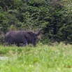 136 LOANGO Inyoungou Riviere Marecage avec Famille Elephants 12E5K2IMG_79214wtmk.jpg