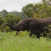 152 LOANGO Inyoungou Riviere Elephant Loxodonta africana cyclotis Solitaire 12E5K2IMG_79266wtmk.jpg