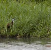 159 LOANGO Inyoungou Riviere Oiseau Jacana a Poitrine Doree Actophilornis africana 12E5K2IMG_79292wtmk.jpg