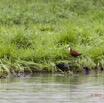 176 LOANGO Inyoungou Riviere Oiseau Jacana a Poitrine Doree Actophilornis africana 12E5K2IMG_79332wtmk.jpg
