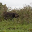187 LOANGO Inyoungou Riviere Berge avec Elephant dans les Papyrus 12E5K2IMG_79359wtmk.jpg