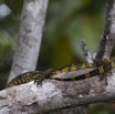 192 LOANGO Inyoungou Riviere Reptile Varan Varanus ornatus 12E5K2IMG_79380wtmk.jpg