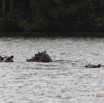 207 LOANGO Inyoungou Lagune Ngove Hippopotame Hippopotamus amphibius 12E5K2IMG_79448wtmk.jpg