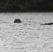 208 LOANGO Inyoungou Lagune Ngove Hippopotame Hippopotamus amphibius 12E5K2IMG_79451wtmk.jpg