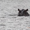 209 LOANGO Inyoungou Lagune Ngove Hippopotame Hippopotamus amphibius 12E5K2IMG_79454wtmk.jpg