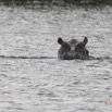 211 LOANGO Inyoungou Lagune Ngove Hippopotame Hippopotamus amphibius 12E5K2IMG_79502awtmk.jpg