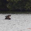 216 LOANGO Inyoungou Lagune Ngove Hippopotame Hippopotamus amphibius 12E5K2IMG_79530wtmk.jpg