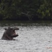 219 LOANGO Inyoungou Lagune Ngove Hippopotame Hippopotamus amphibius 12E5K2IMG_79533awtmk.jpg