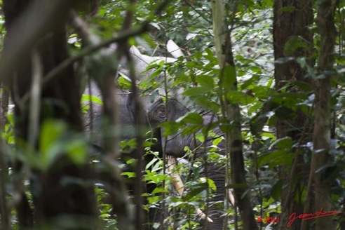 Moukalaba-2-MBANI-Elephant-en-Foret-11E5K2IMG_72335wtmk-Web